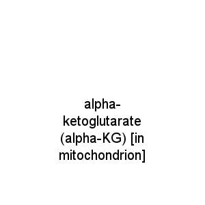 alpha-ketoglutarate (alpha-KG) [in mitochondrion]